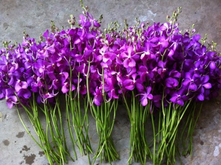 Thông tin dịch vụ Nguyễn Linh Orchids