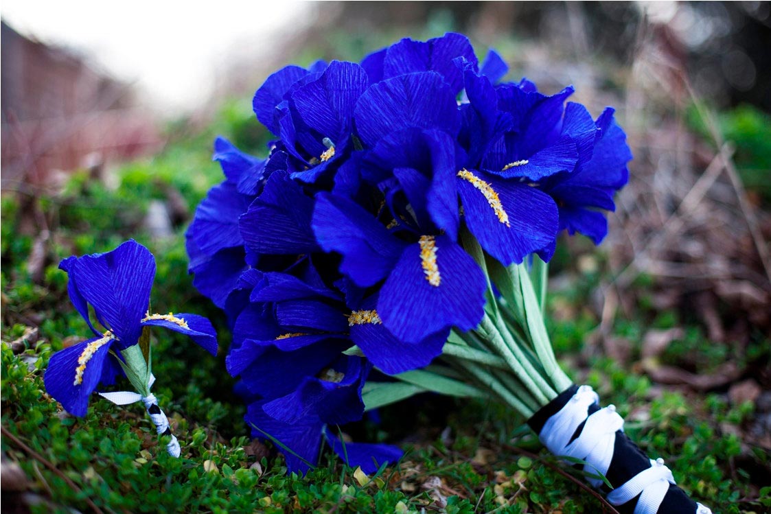 Hoa cưới cầm tay màu xanh dương kết từ hoa diên vĩ