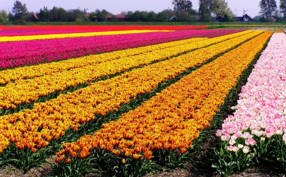 Những cánh đồng hoa Tulip rực rỡ sắc màu
