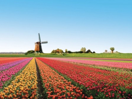 Du ngoạn Hà Lan xứ sở hoa tulip