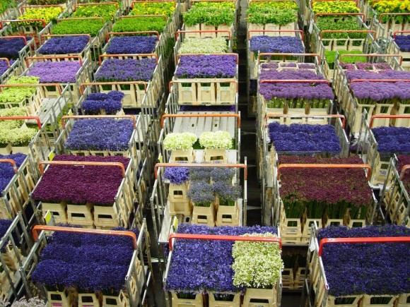 Nhà máy đóng gói hoa tại Hà Lan