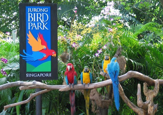 Vườn chim Jurong với hơn 600 loài chim độc đáo