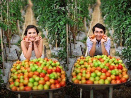 Địa điểm chụp ảnh cưới vườn cà chua