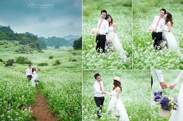Chụp hình cưới ở vườn hoa cải trắng Mộc Châu