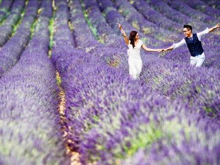 Địa điểm chụp ảnh cưới: Cánh đồng hoa lavender, Pháp