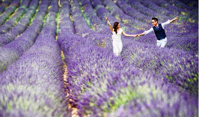 Địa điểm chụp ảnh cưới: Cánh đồng hoa lavender, Pháp