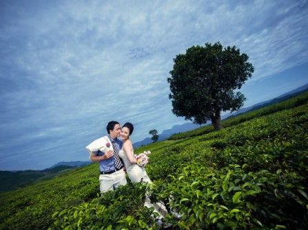 Địa điểm chụp ảnh cưới: Đồi chè Đông Giang, Đà Nẵng