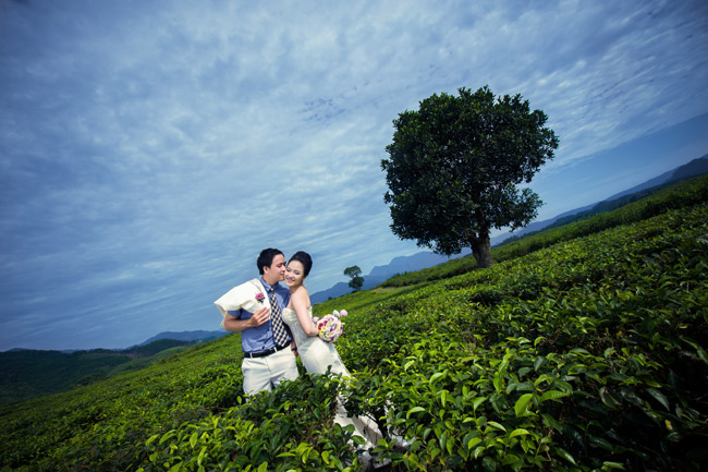 Địa điểm chụp ảnh cưới: Đồi chè Đông Giang, Đà Nẵng