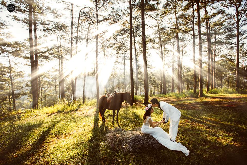 Địa điểm chụp ảnh cưới: Rừng thông Đà Lạt, Lâm Đồng
