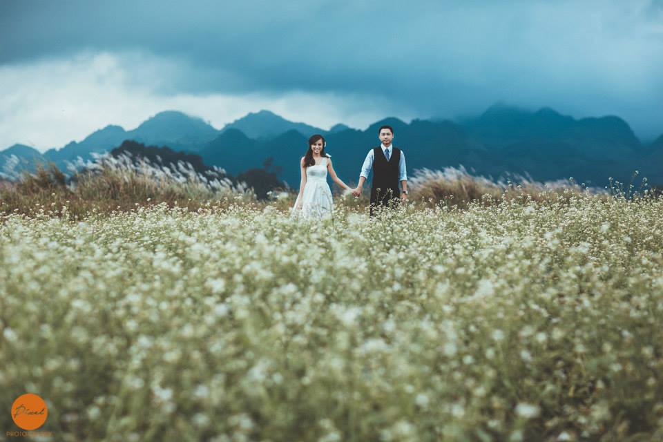 Địa điểm chụp ảnh cưới: Cánh đồng hoa Mộc Châu, Sơn La