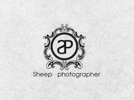 Sheep Photography