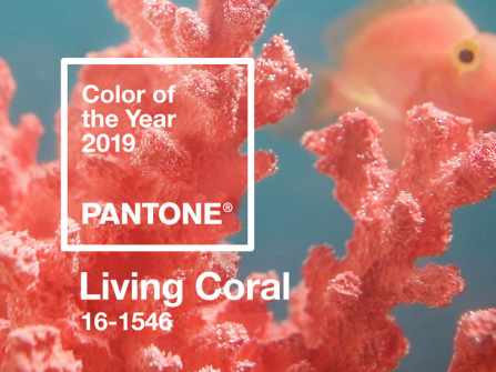 Pantone công bố màu của năm 2019: Living Coral - cam san hô